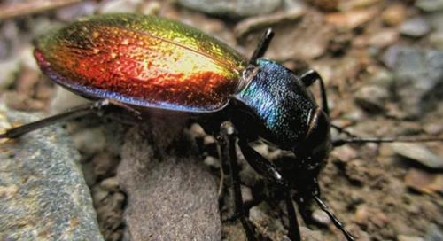 Réf. 240 884 : Carabus hispanus